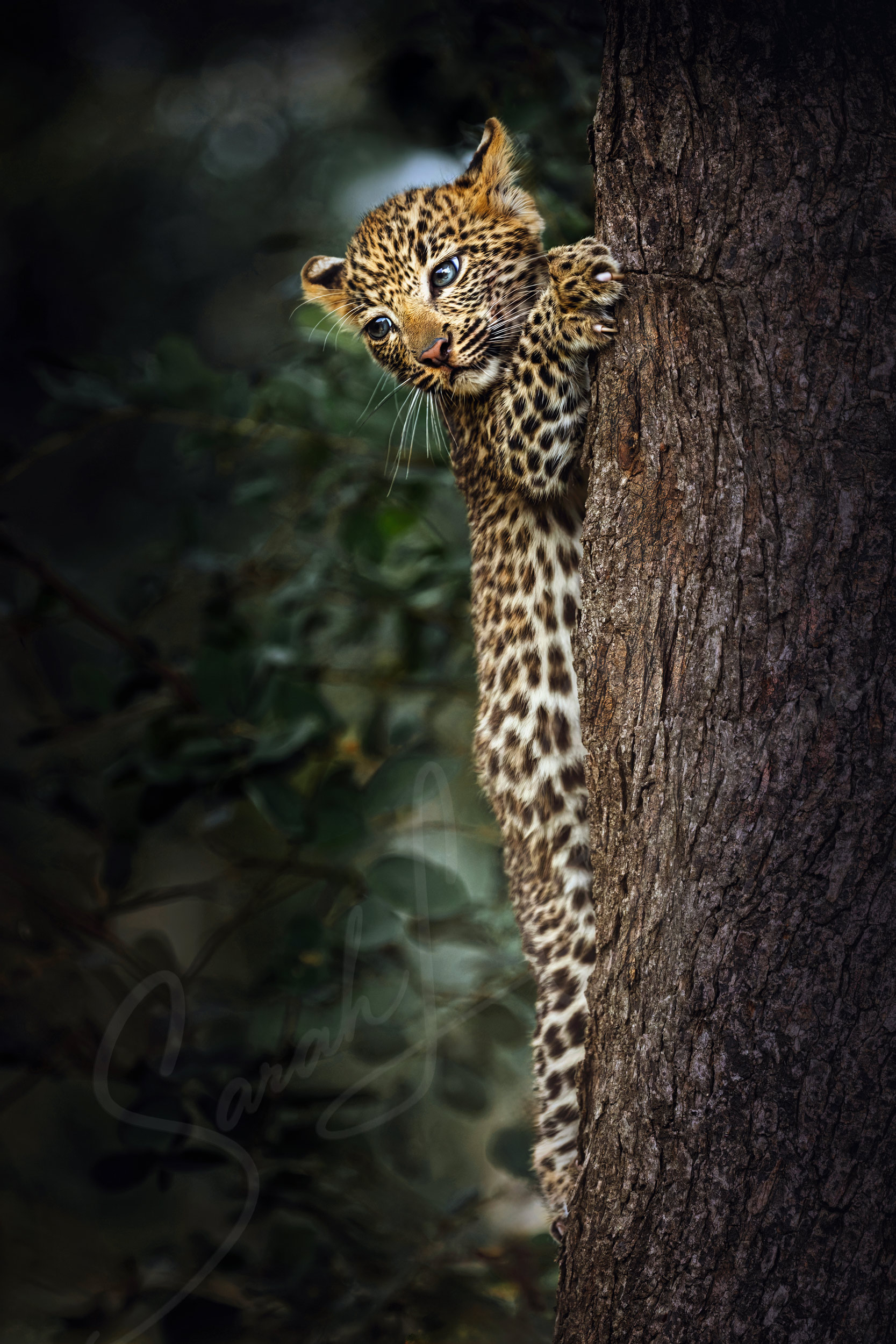 First Descent — Baby Leopard, Mala Mala