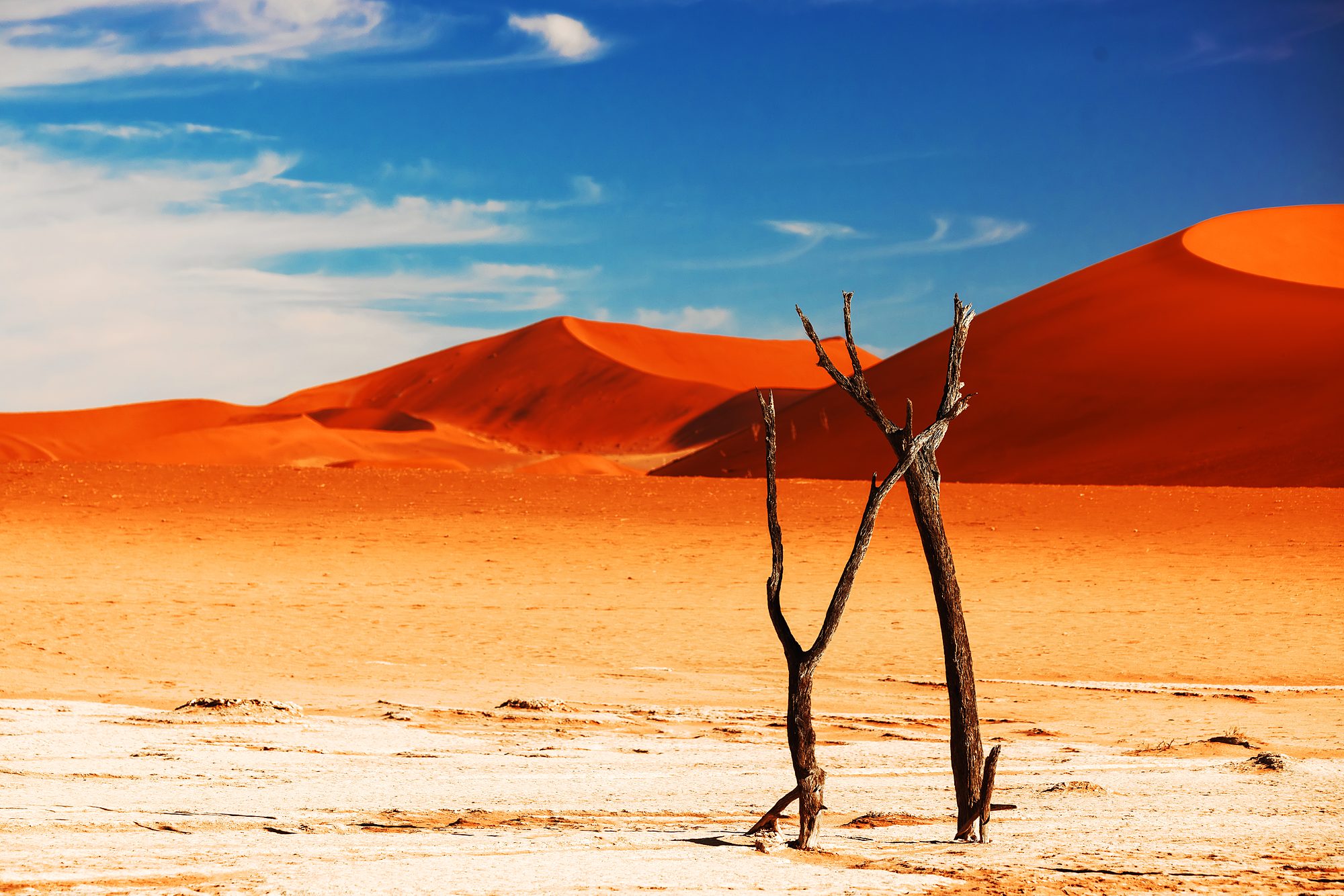 The One - lone tree beneath the dunes of Namibia's desert - SLG Masterworks
