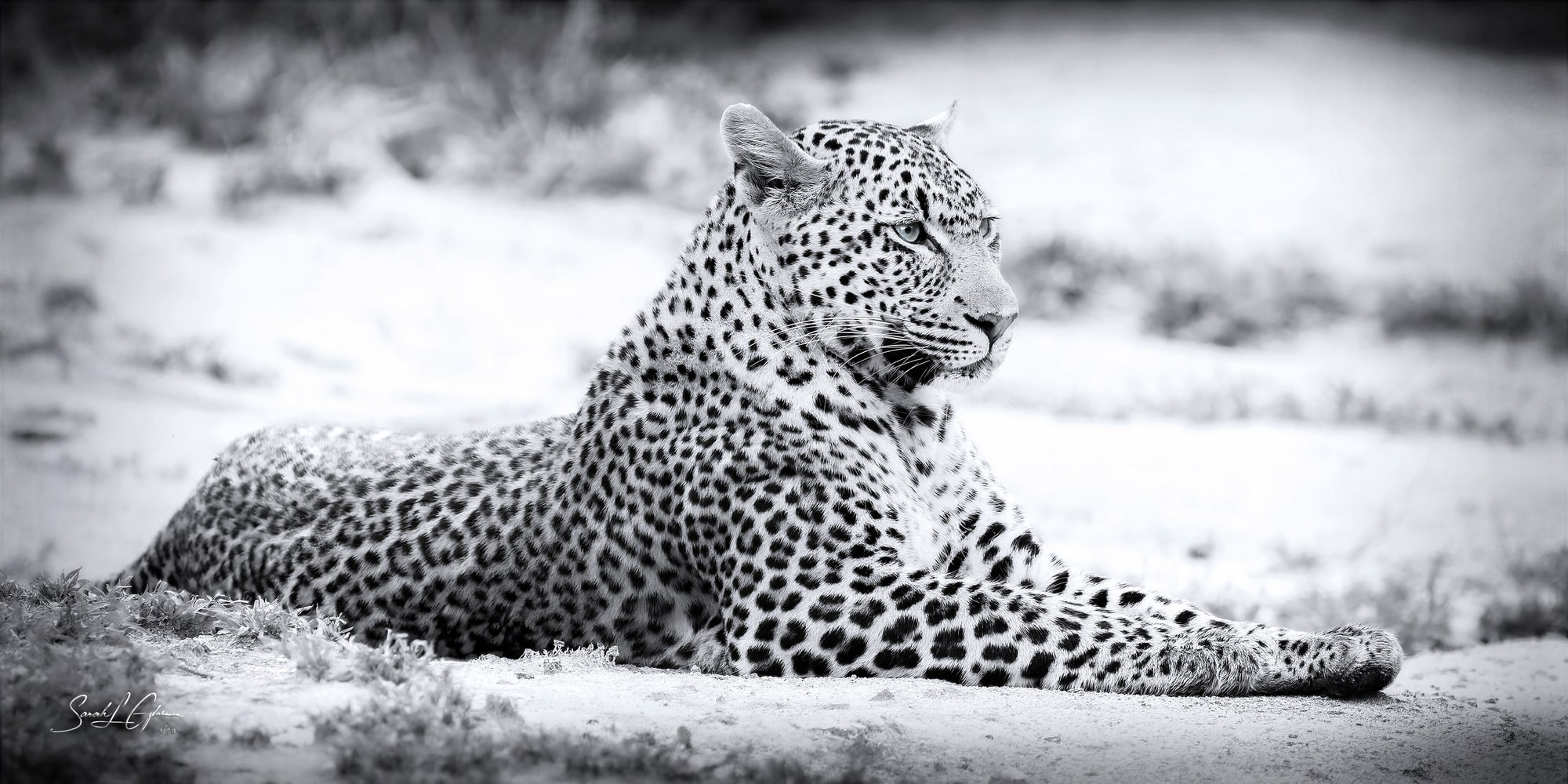 Silent Sovereign - female leopard, Mala Mala Game Reserve - SLG Masterworks