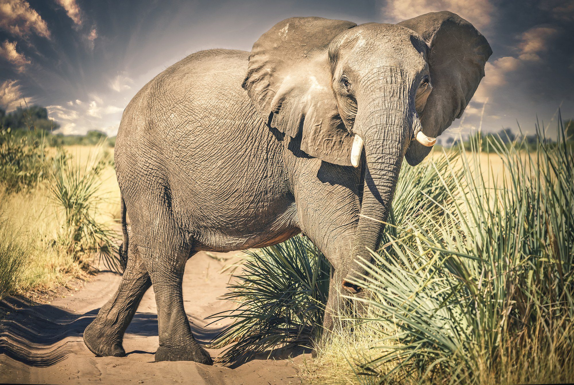 The Grand Dame - an elephant matriarch in Botswana, Collector's Reserve fine art print by Sarah L Glabman